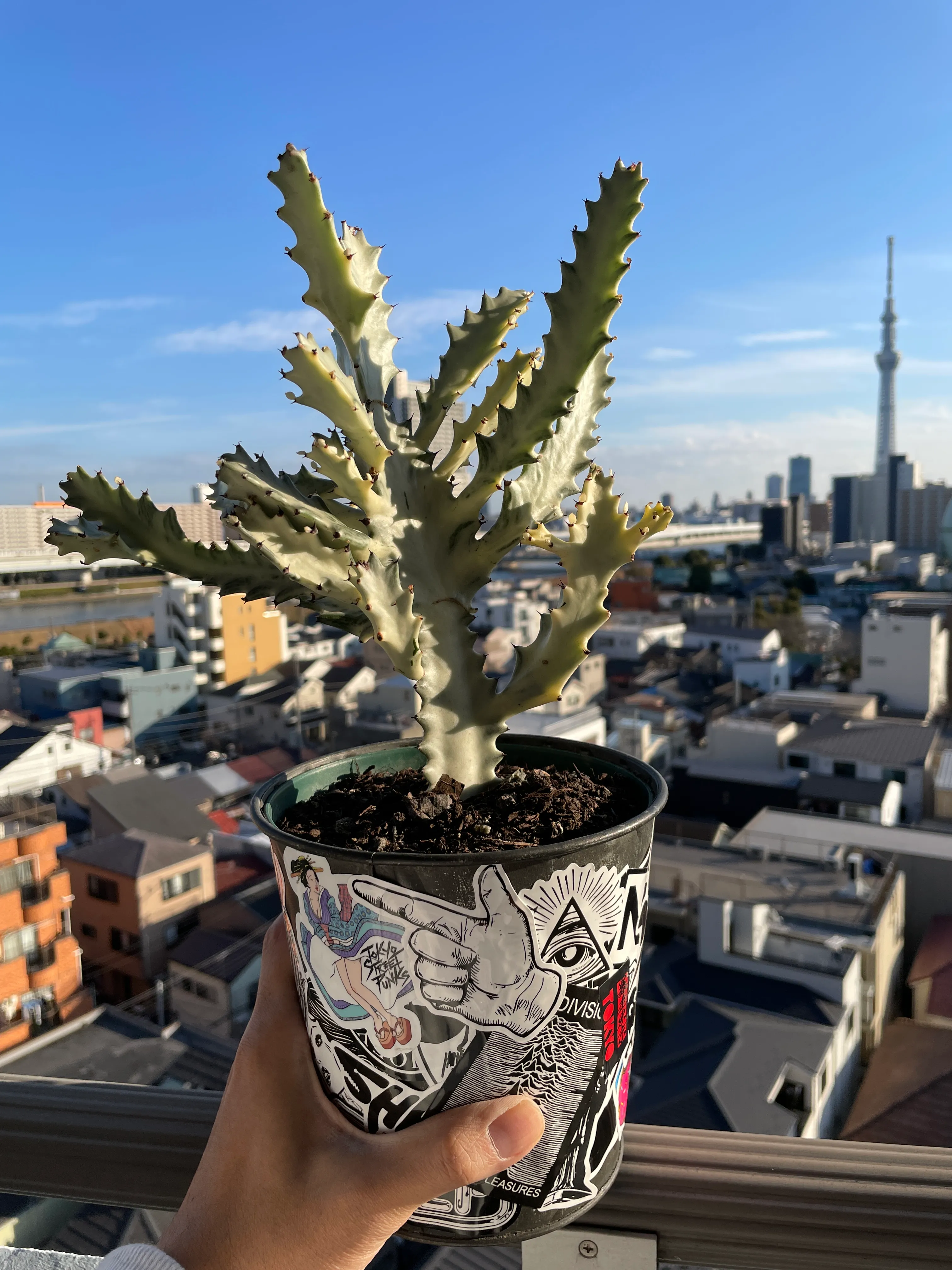 A hand holding a potted euphorbia plant on an Asakusa balcony, looking out over rooftops toward Tokyo Skytree.